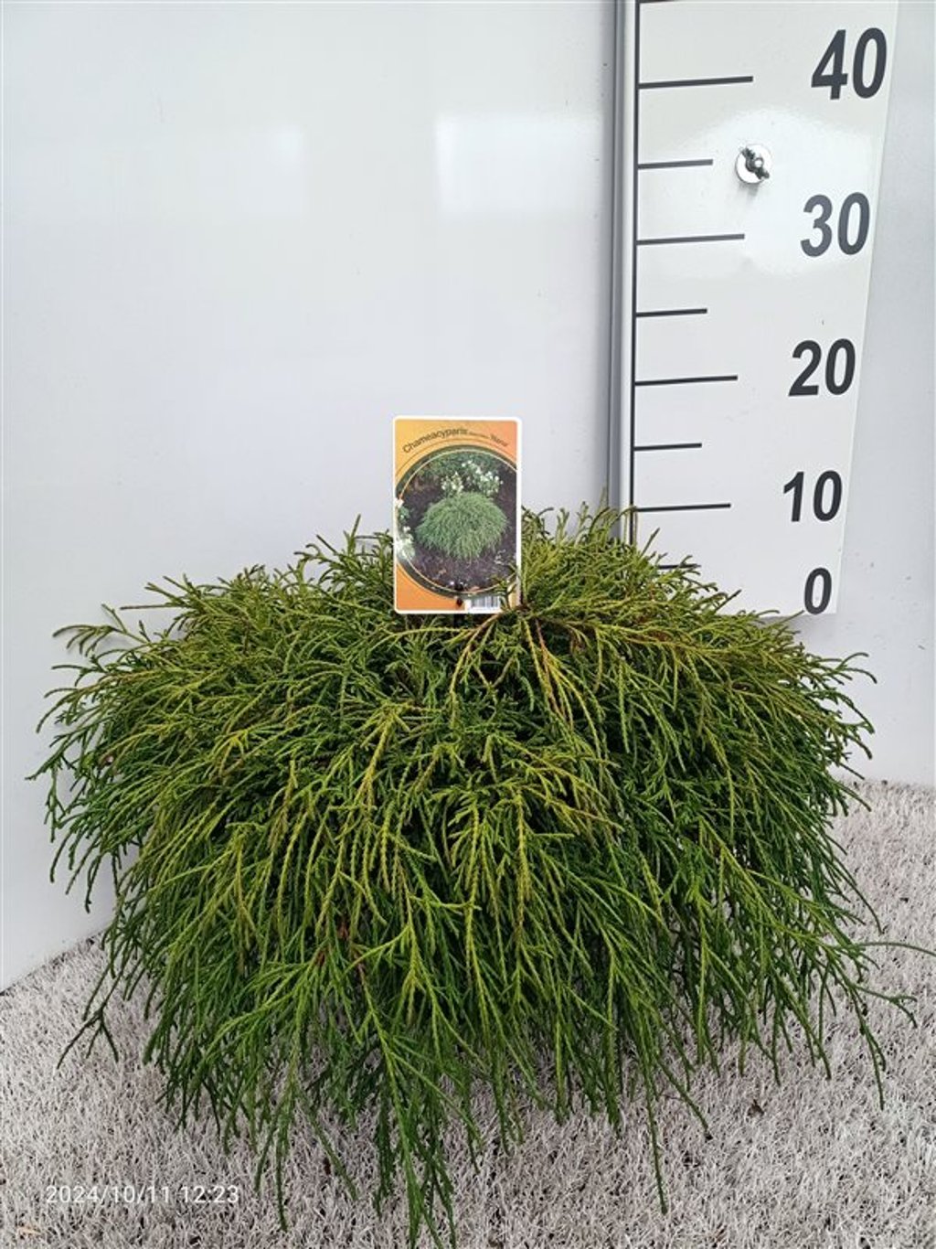 Chamaecyparis p. 'Filifera Nana' - C3 30-40 CM